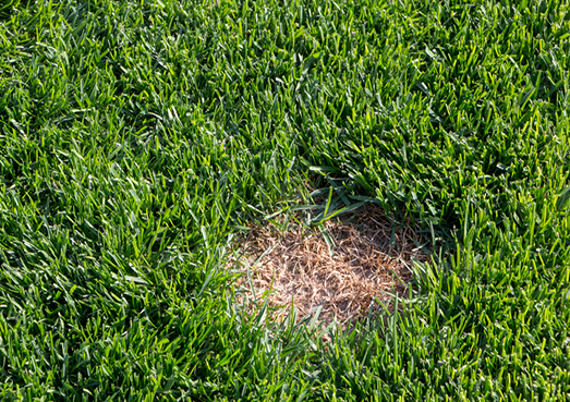 Plaque dénudée de gazon